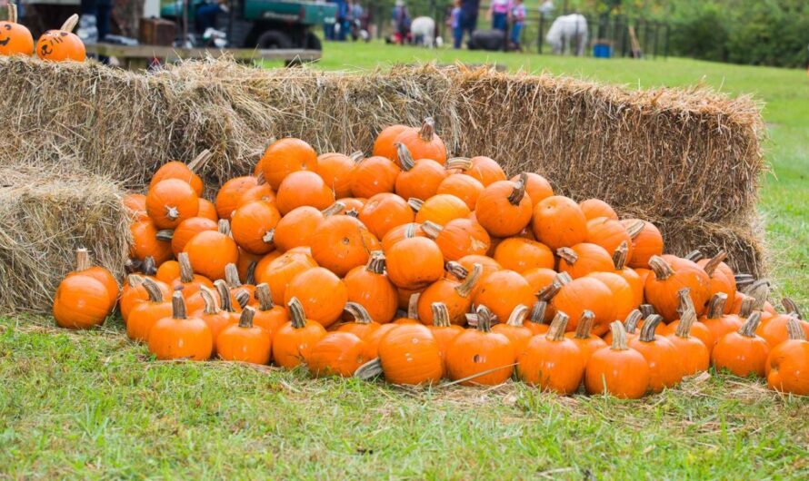 Lansing Fall Festival and Fair 2025: Full Schedule, Admission Info, and Grandstand Events and Rodeos