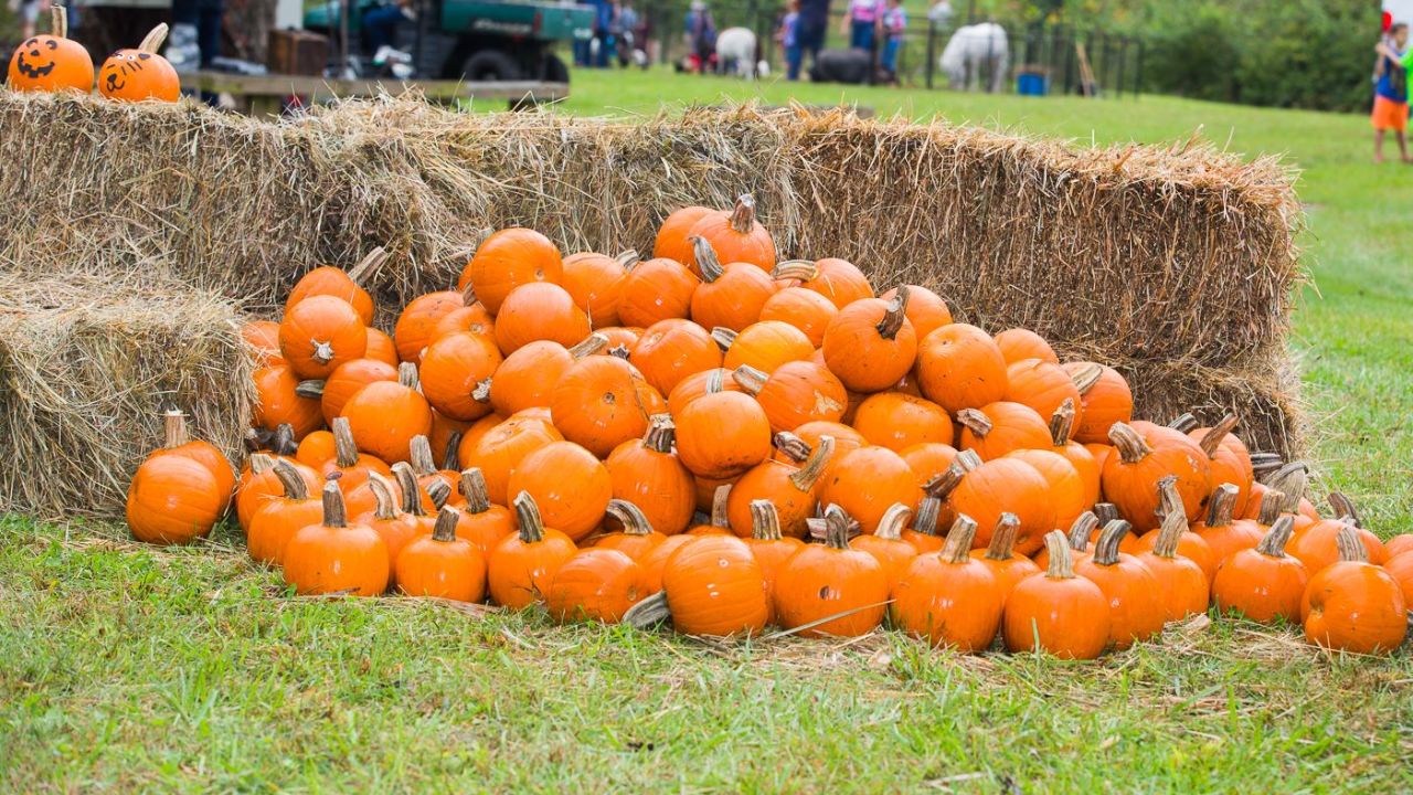 Lansing Fall Festival and Fair 2025 Full Schedule, Admission Info, and Grandstand Events and Rodeos