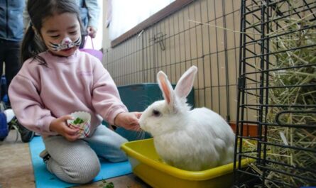 Midwest BunFest 2025 Full Schedule, Bunny Contests, Food, and Family Fun