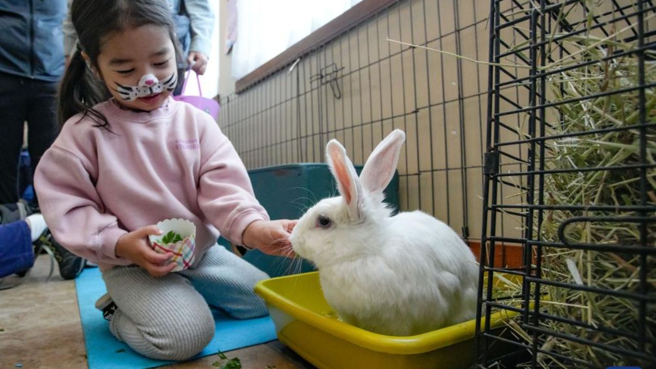 Midwest BunFest 2025 Full Schedule, Bunny Contests, Food, and Family Fun