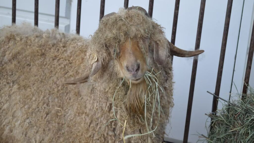 Oregon Flock and Fiber Festival 2025 Full Schedule, Admission Info, Grandstand Events and Vendors (1)