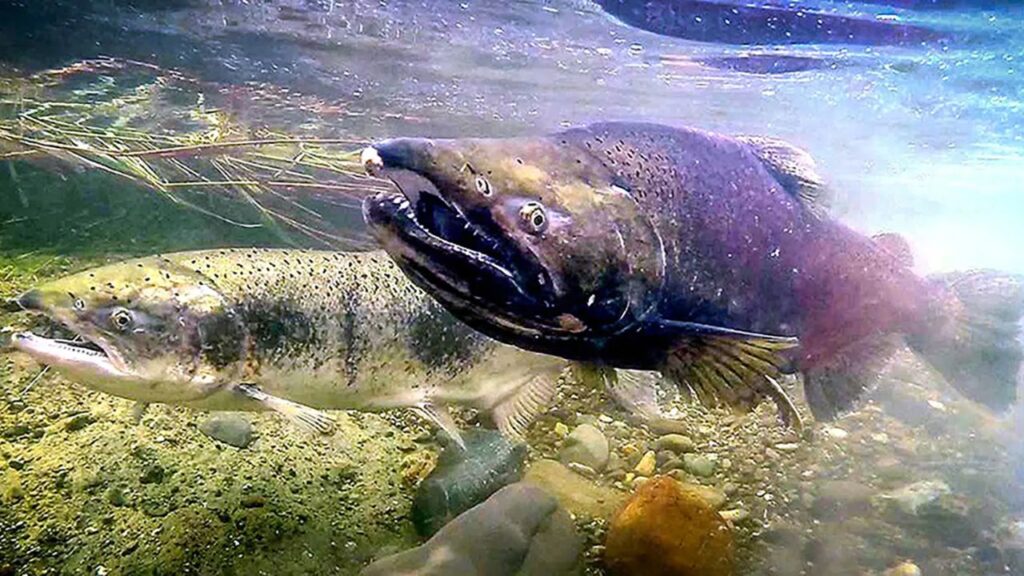 Winters Salmon Festival Returns to Celebrate Nature in Winters, California 2025 (1)