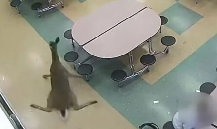 Deer Crashes Through Cafeteria Window at Amherst Junior High, No Injuries Reported