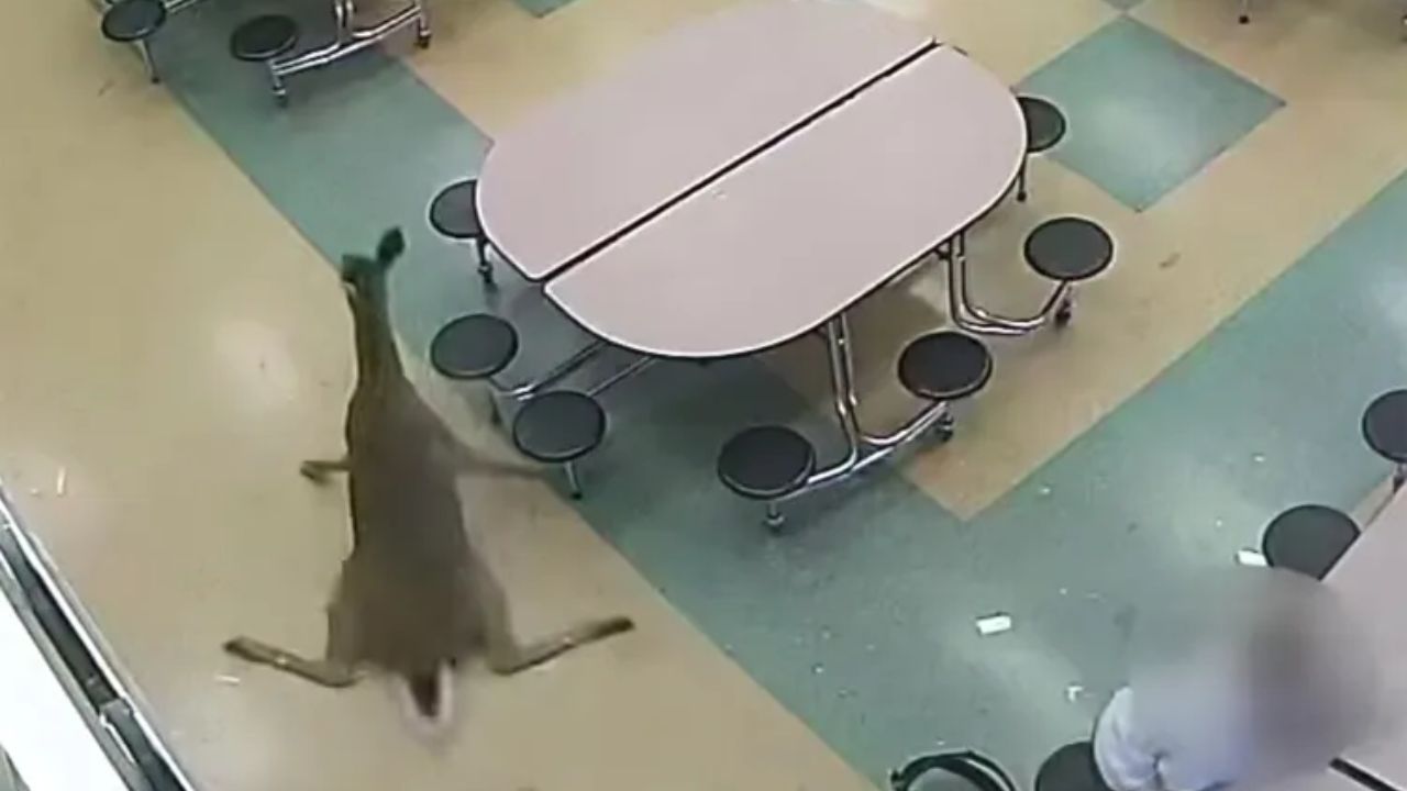 Deer Crashes Through Cafeteria Window at Amherst Junior High, No Injuries Reported