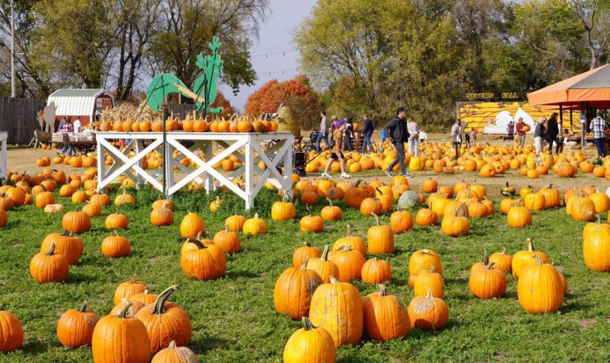 Heart of Melissa Fall Fest 2025: Schedule, Contests, Live Performances, and Community Booths