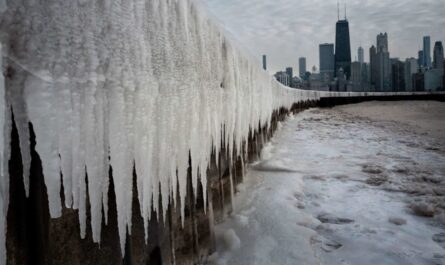Florida Shivers Under Record-Breaking Cold Snap: Iguanas Falling From Trees as Temperatures Plunge