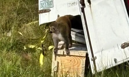 Mississippi Mother Shoots Escaped Research Monkey to Protect Her Children After Highway Crash