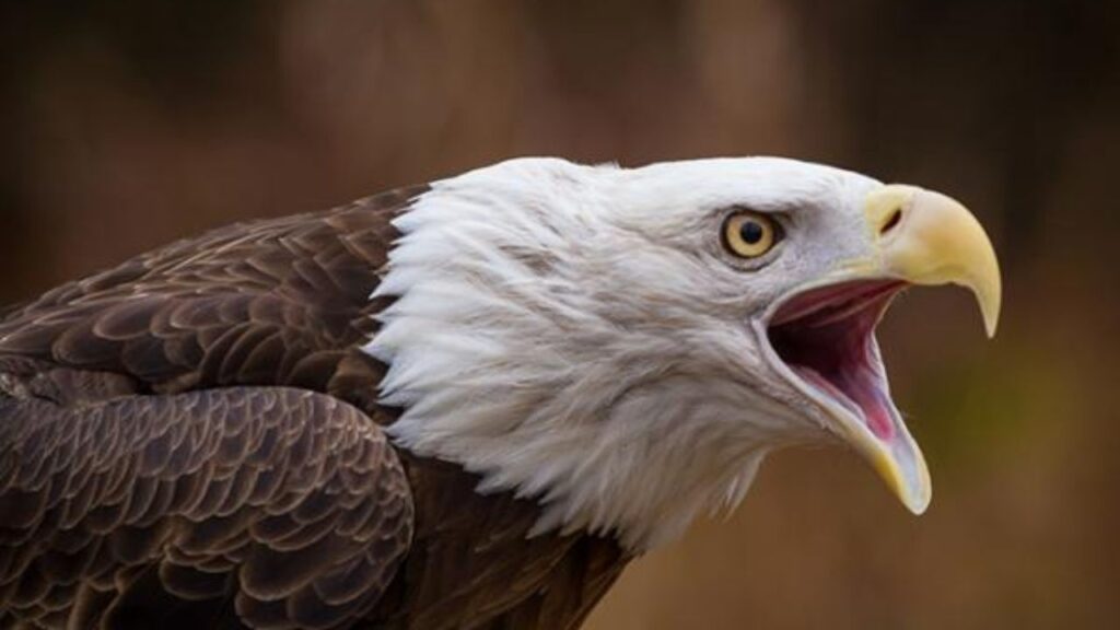 North Carolina Driver Shocked as Bald Eagle Drops Cat Through Windshield; People also Saw Cat Fighting Mid-Air with Eagle (1)