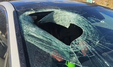 North Carolina Driver Shocked as Bald Eagle Drops Cat Through Windshield; People also Saw Cat Fighting Mid-Air with Eagle