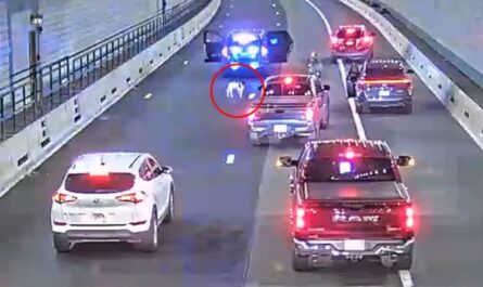 Small Dog Causes Rush Hour Disruption in Boston’s Ted Williams Tunnel; Rescued by Officers