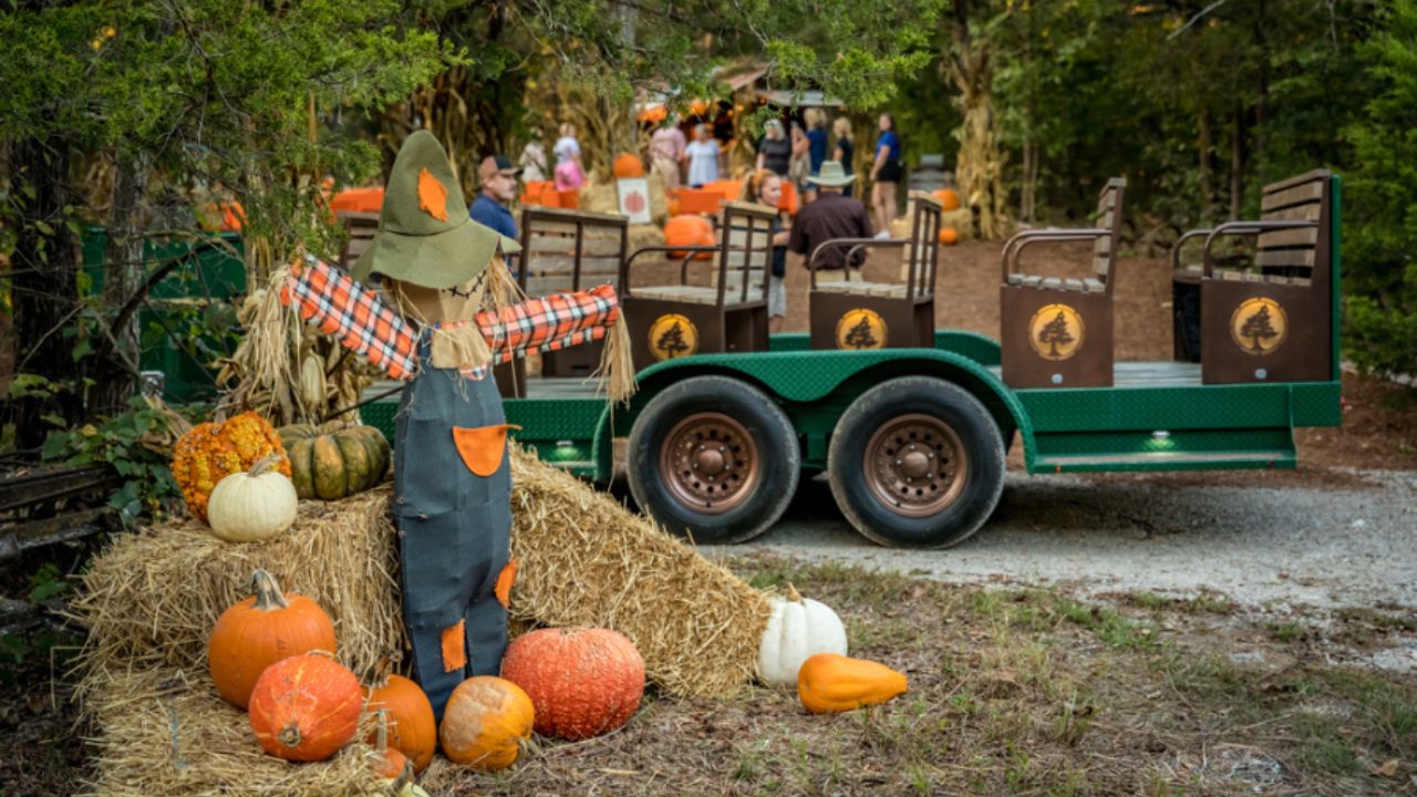 Springfield Fall Festival 2025 Schedule, Vendors, and Attractions in Springfield, Georgia