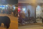 Black Bears Roam Gatlinburg Streets During Christmas Parade, Prompting Safety Warnings from Wildlife Officials