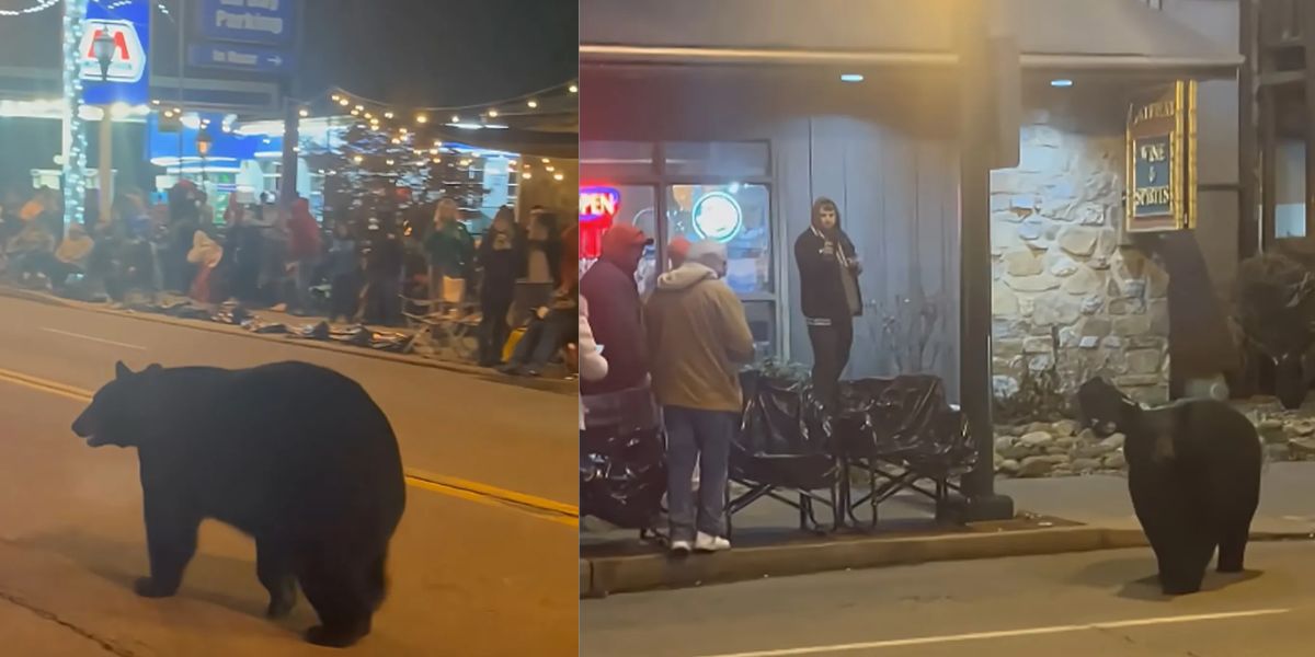 Black Bears Roam Gatlinburg Streets During Christmas Parade, Prompting Safety Warnings from Wildlife Officials