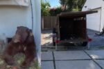 California Homeowner Battles 550-Pound Bear Living Under House in Altadena