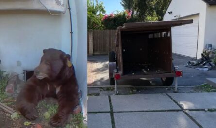 California Homeowner Battles 550-Pound Bear Living Under House in Altadena