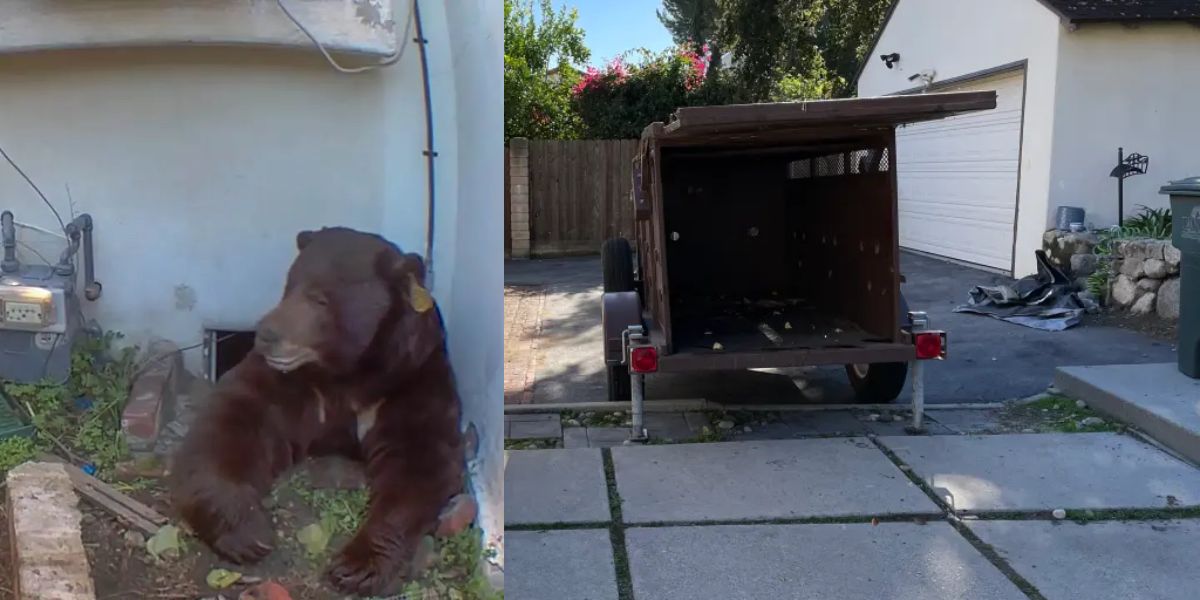 California Homeowner Battles 550-Pound Bear Living Under House in Altadena