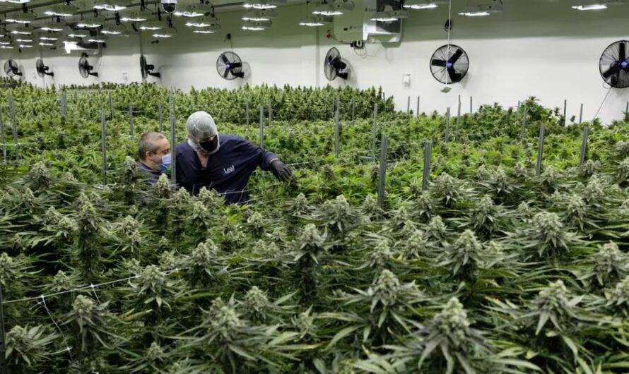 Industry Leaders Warn of Uncertainty as Virginia’s Cannabis Market Faces Major Shifts