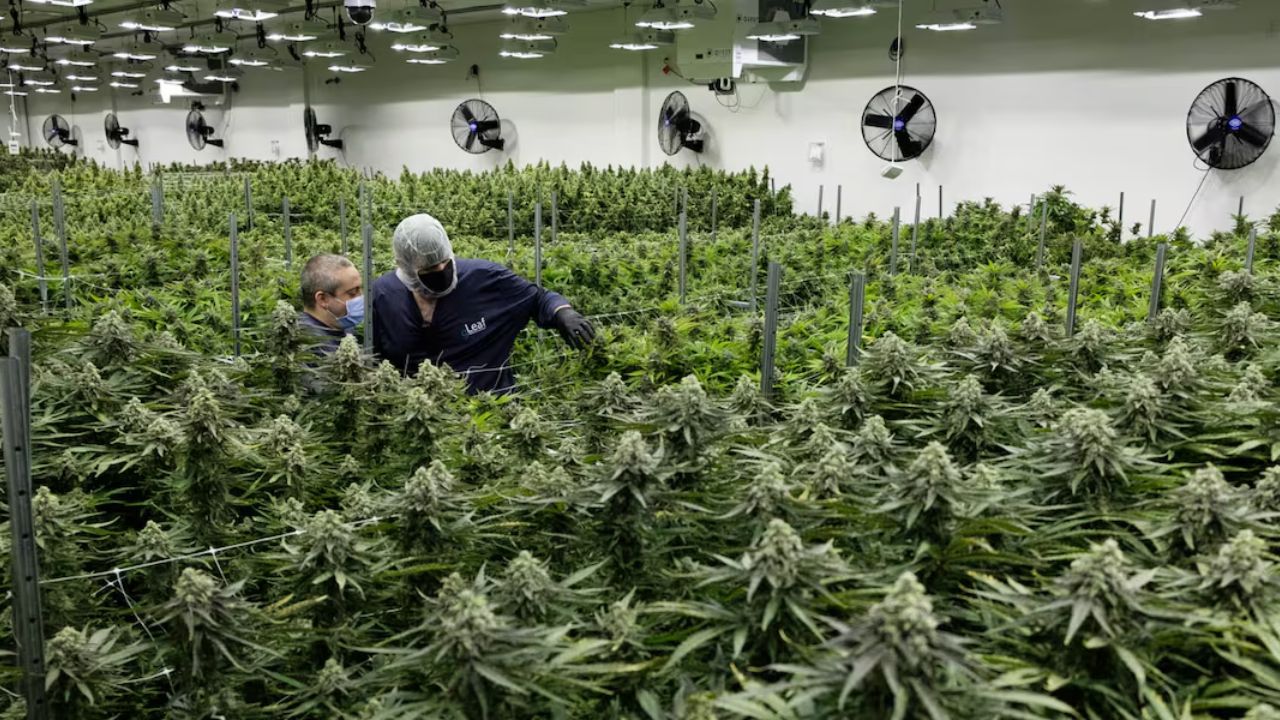 Industry Leaders Warn of Uncertainty as Virginia’s Cannabis Market Faces Major Shifts