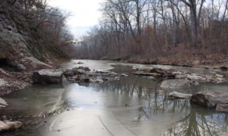 Missouri Drone Operator Captures Rare Mountain Lion During Deer Survey in Saline County