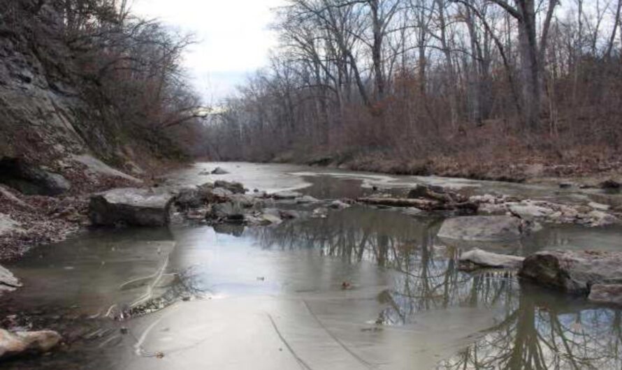 Missouri Drone Operator Captures Rare Mountain Lion During Deer Survey in Saline County