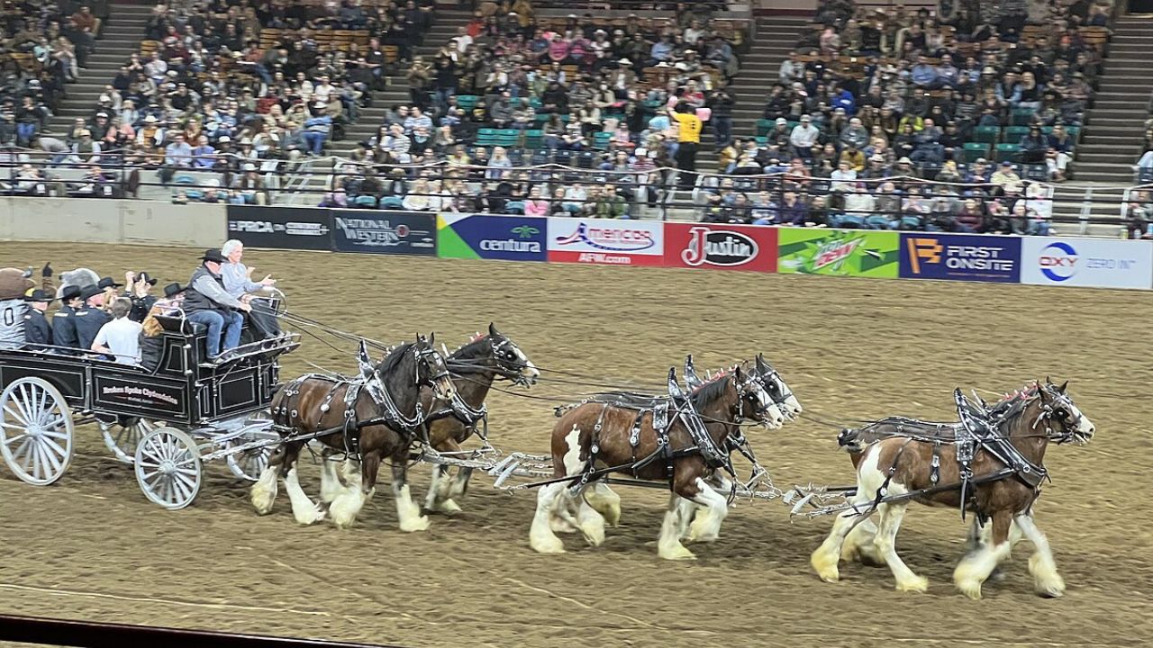 National Western Stock Show Returns to Denver as Crowds Prepare for “One of the Nation’s Premier Agricultural Events”