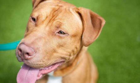 Tullahoma Tragedy Grandfather and Infant Granddaughter Killed in Brutal Dog Attack as Community Seeks Answers