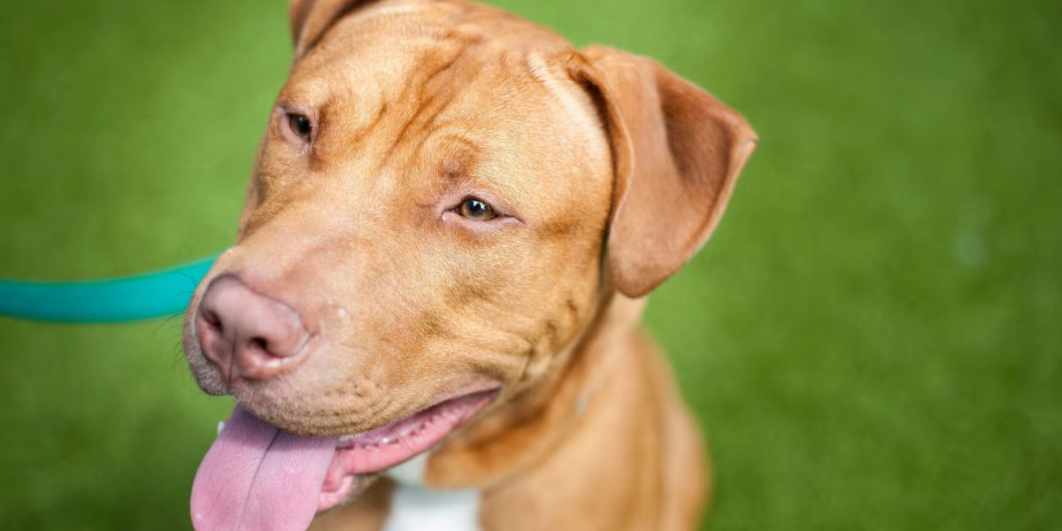 Tullahoma Tragedy Grandfather and Infant Granddaughter Killed in Brutal Dog Attack as Community Seeks Answers