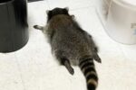 Virginia’s Drunken Raccoon Is a Repeat Offender, Turns Break-Ins Into Internet Sensation