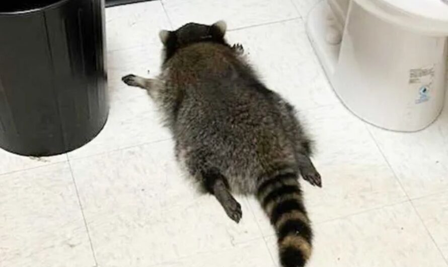 Virginia’s Drunken Raccoon Is a Repeat Offender, Turns Break-Ins Into Internet Sensation