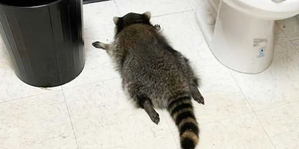 Virginia’s Drunken Raccoon Is a Repeat Offender, Turns Break-Ins Into Internet Sensation
