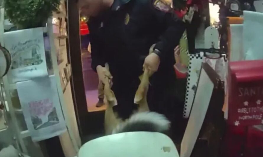 Wild Holiday Visitor Causes Chaos at Tennessee Christmas Shop; Deer Rescued after it Got Stuck