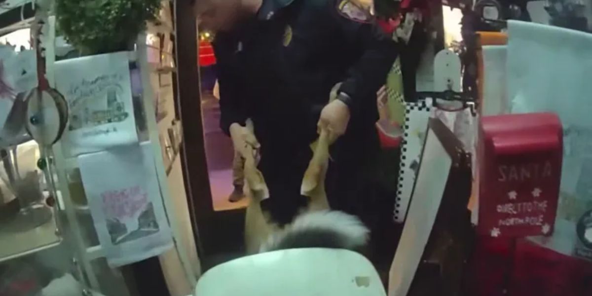 Wild Holiday Visitor Causes Chaos at Tennessee Christmas Shop; Deer Rescued after it Got Stuck