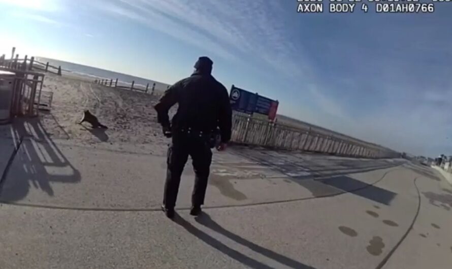 NYPD Shoots and Kills “Aggressive” Raccoon on Queens Boardwalk After Animal Charged at People