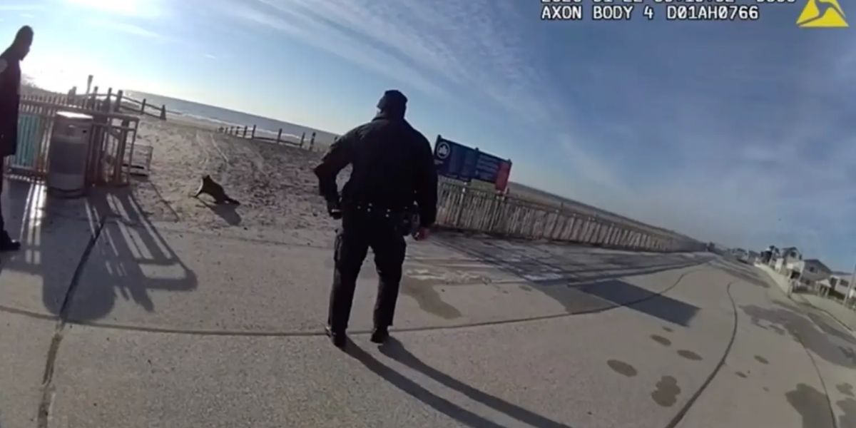 NYPD Shoots and Kills “Aggressive” Raccoon on Queens Boardwalk After Animal Charged at People