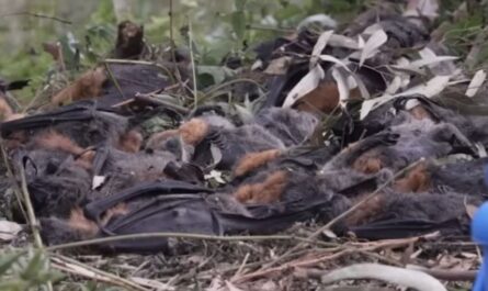 Record-Breaking Heat Wave Kills Thousands of Flying Foxes Across Australia