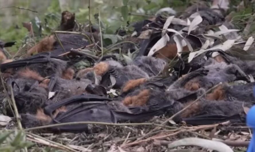Record-Breaking Heat Wave Kills Thousands of Flying Foxes Across Australia