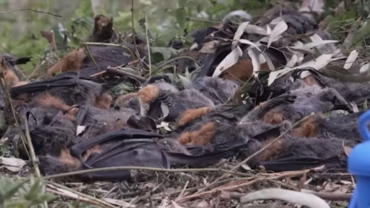 Record-Breaking Heat Wave Kills Thousands of Flying Foxes Across Australia