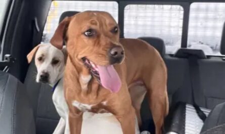 Long Island Snowplow Driver Rescues Two Dogs Running Along Highway During Blizzard