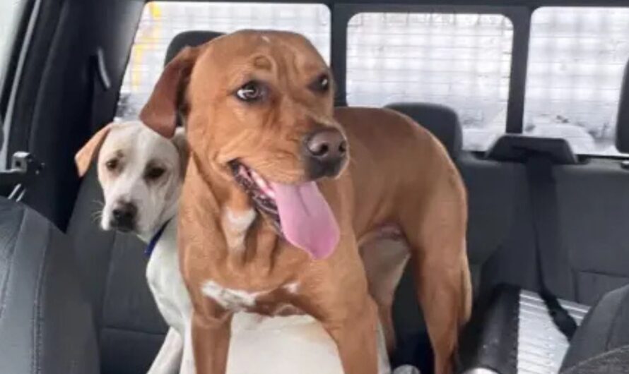 Long Island Snowplow Driver Rescues Two Dogs Running Along Highway During Blizzard