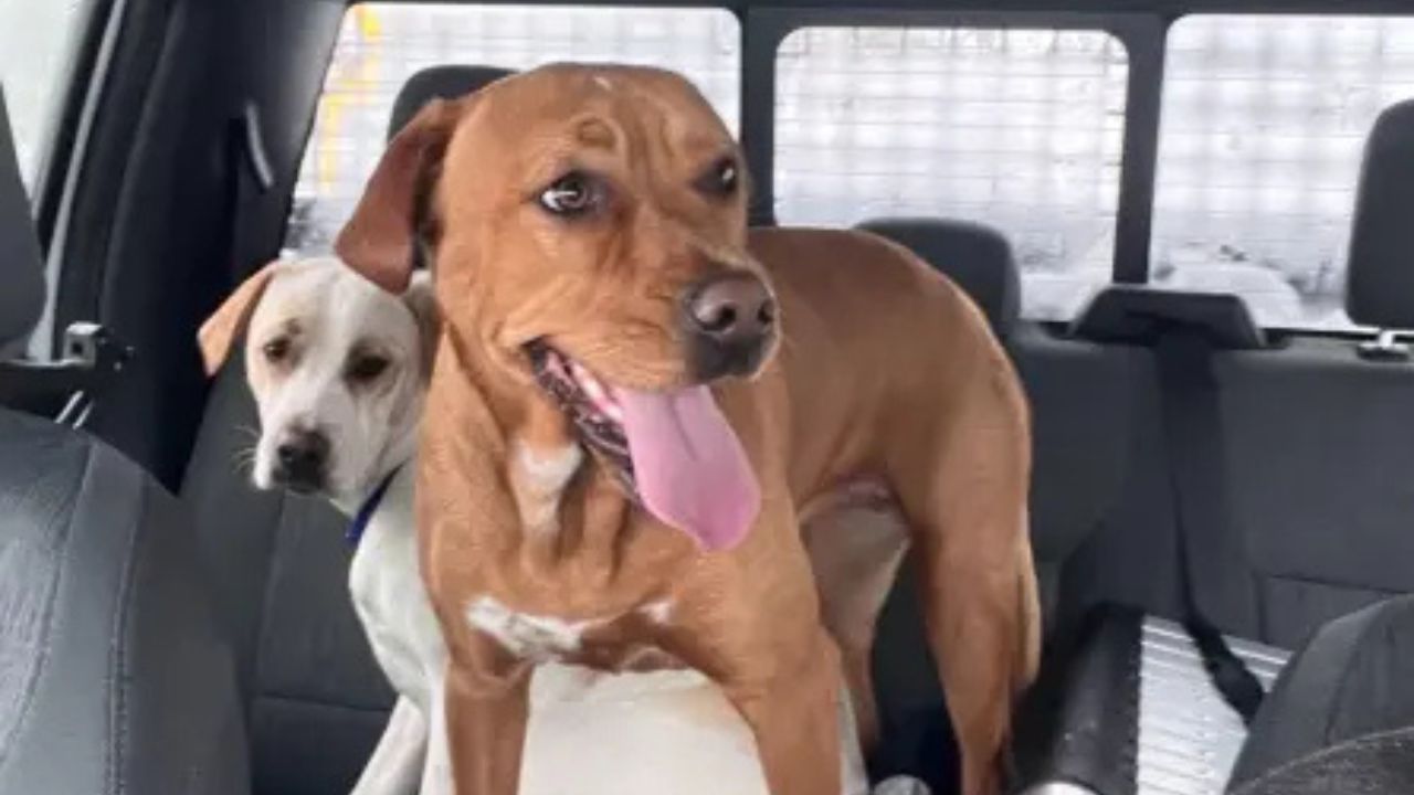 Long Island Snowplow Driver Rescues Two Dogs Running Along Highway During Blizzard
