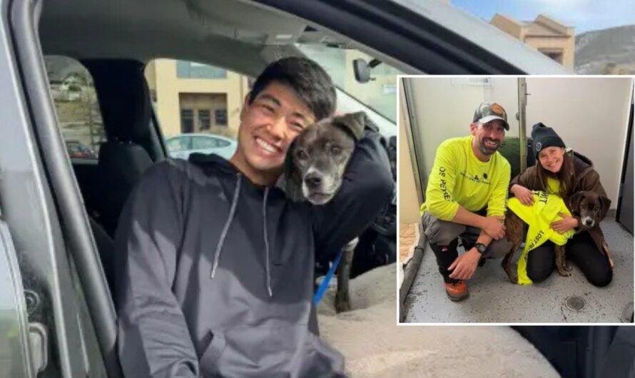 Missing Dog Survives 43 Days in Colorado Rockies, Reunited With Owner After Dramatic Rescue