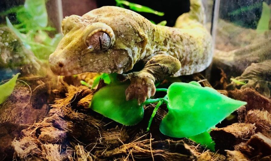 Richmond Winter Reptile Expo, Virginia 2026: Date, Location, Hours, and Event Highlights
