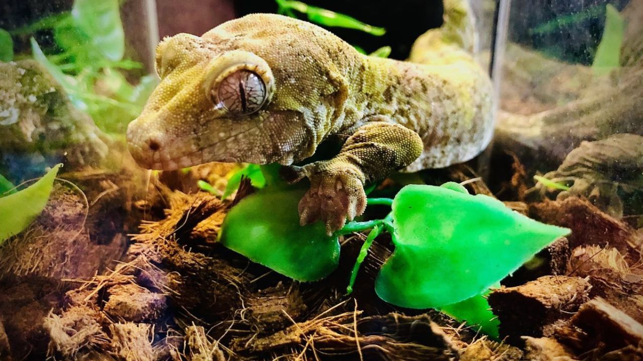 Richmond Winter Reptile Expo, Virginia 2026 Date, Location, Hours, and Event Highlights