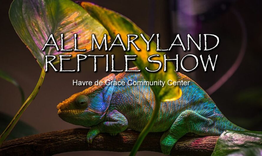 All Maryland Reptile Show Comes to Havre De Grace in 2026 With Exotic Reptiles, Breeders and Supplies