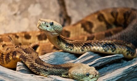 These 5 Places in Pennsylvania Are Known for Rattlesnakes—Here’s Where You’re Most Likely to Spot Them