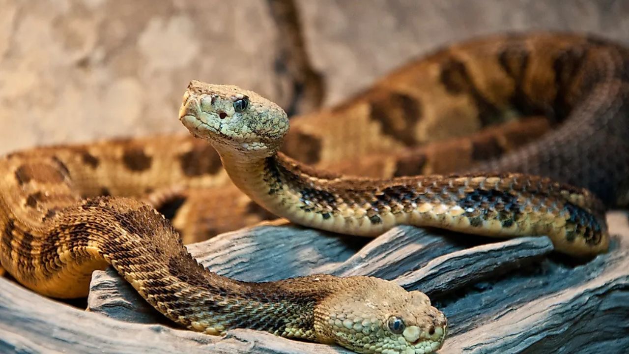 These 5 Places in Pennsylvania Are Known for Rattlesnakes—Here’s Where You’re Most Likely to Spot Them
