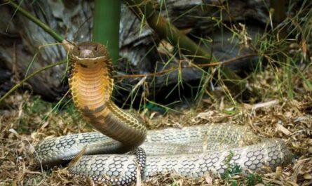 These 5 Places in Wyoming Have the Most Rattlesnakes—Here’s Where to Stay Alert