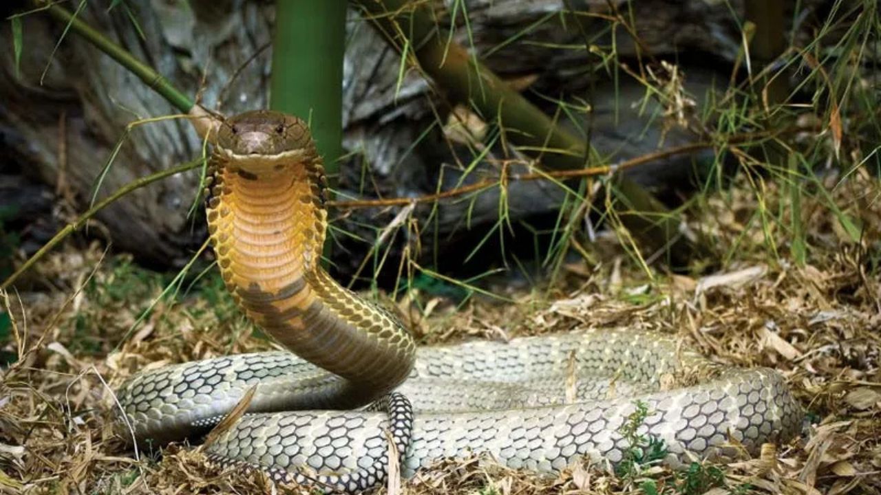 These 5 Places in Wyoming Have the Most Rattlesnakes—Here’s Where to Stay Alert
