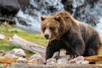 Yellowstone Bear Season Begins in 2026 as First Grizzly Emerges From Hibernation