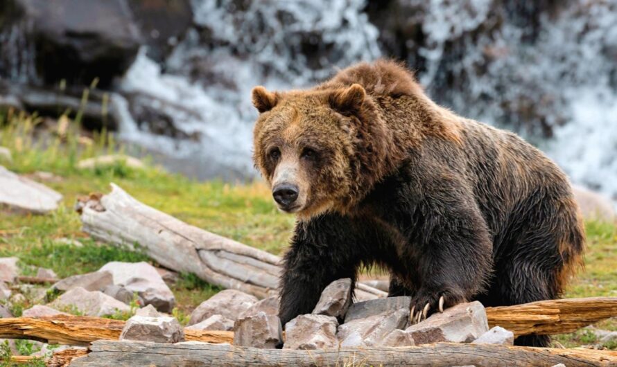 Yellowstone Bear Season Begins in 2026 as First Grizzly Emerges From Hibernation